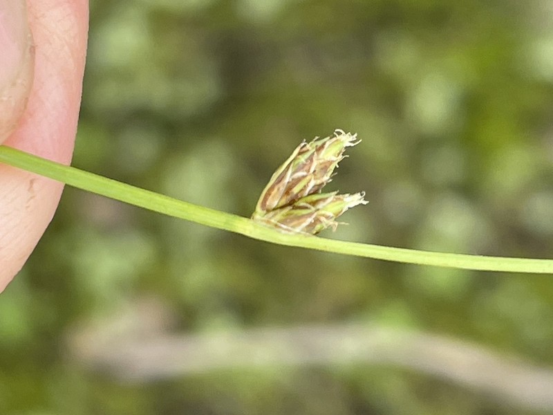 Rocky Mountain Bulrush photo 4