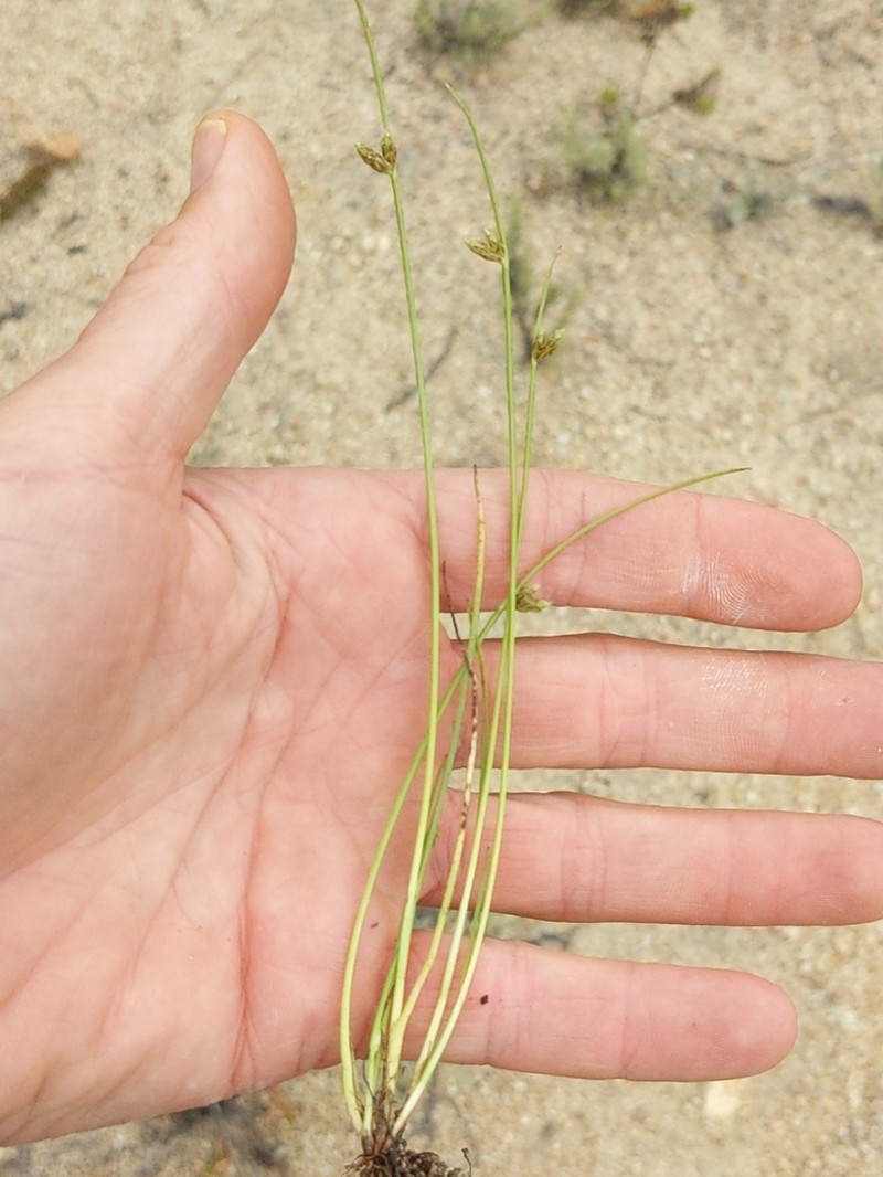Rocky Mountain Bulrush photo 6