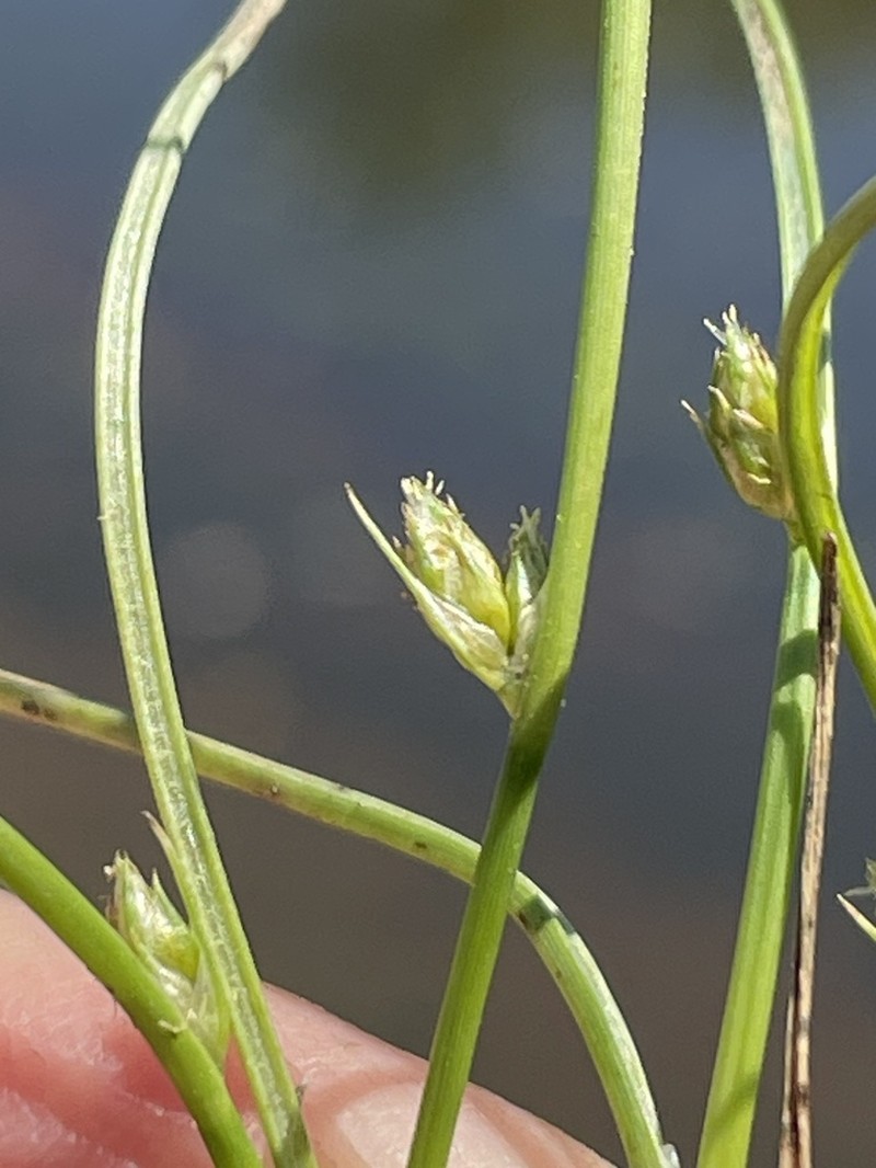 Rocky Mountain Bulrush photo 7