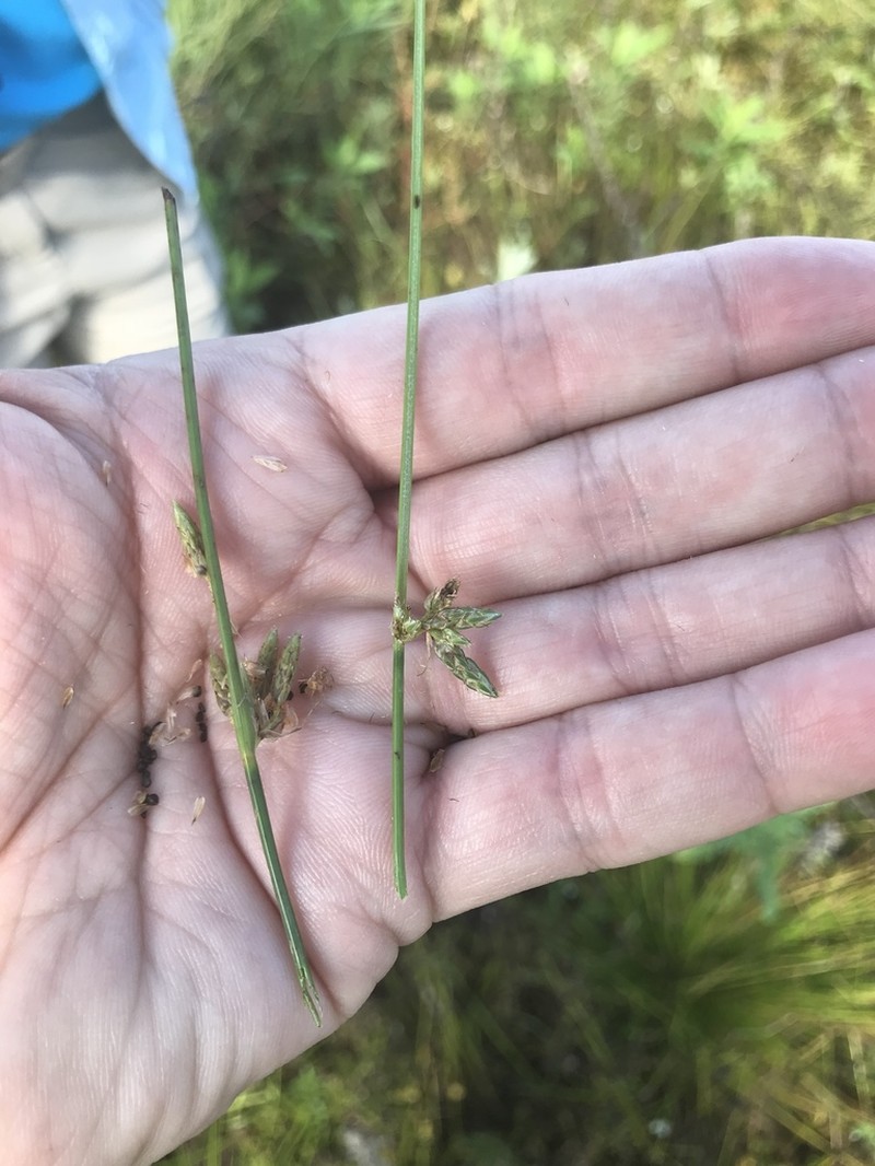 Rocky Mountain Bulrush photo 8