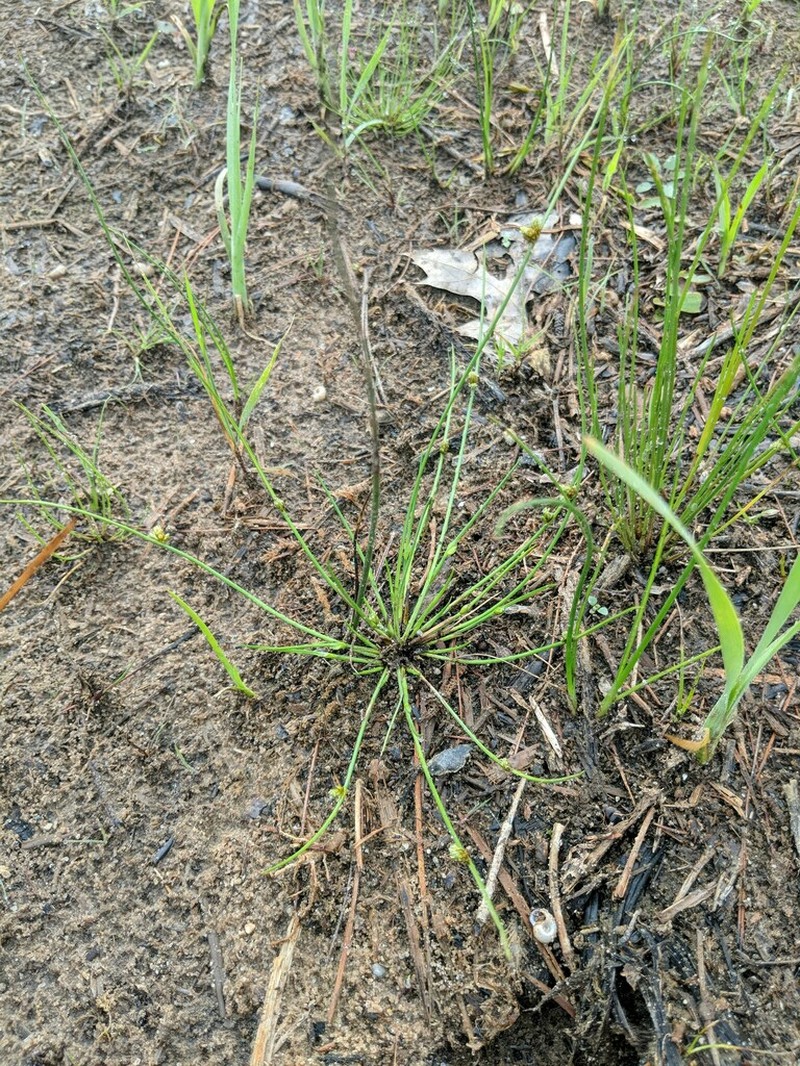 Smith's Bulrush