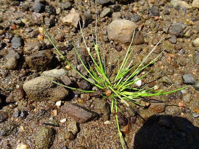 Smith's Bulrush photo 2