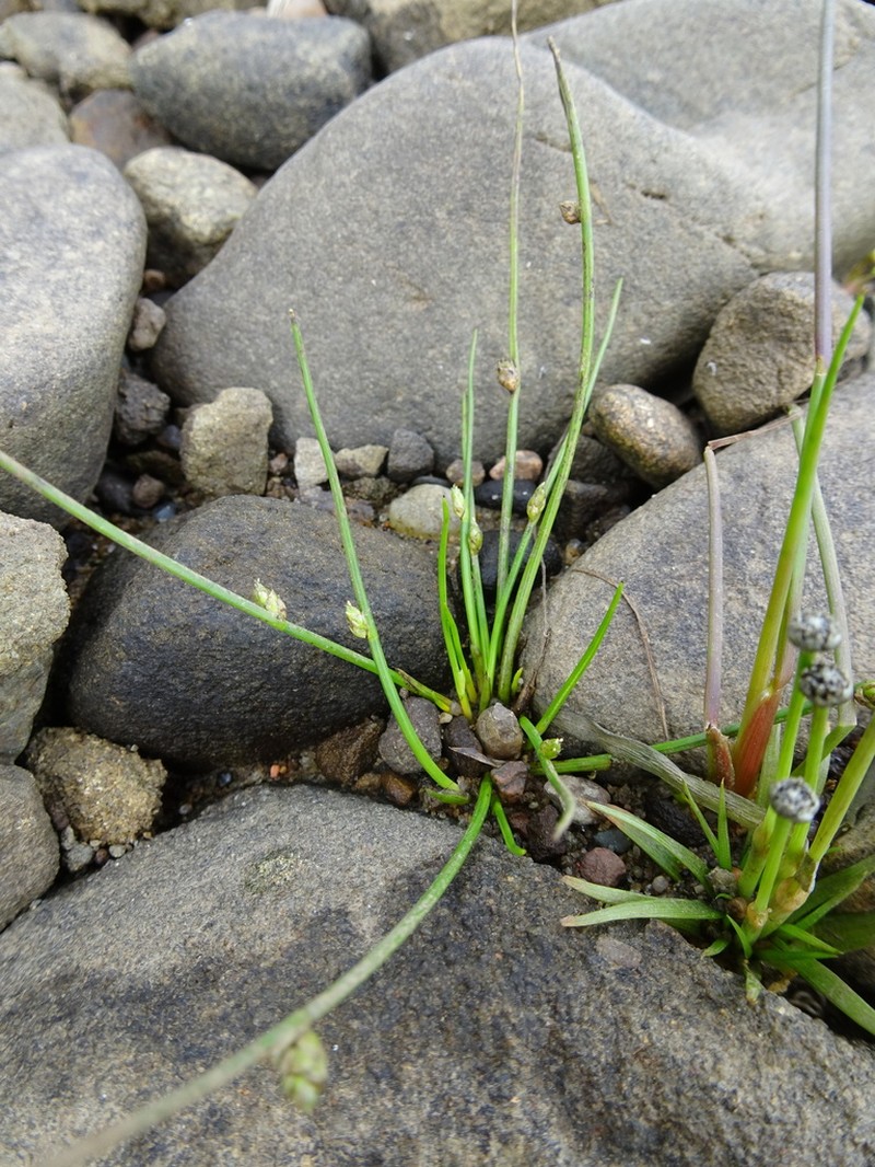 Smith's Bulrush photo 4