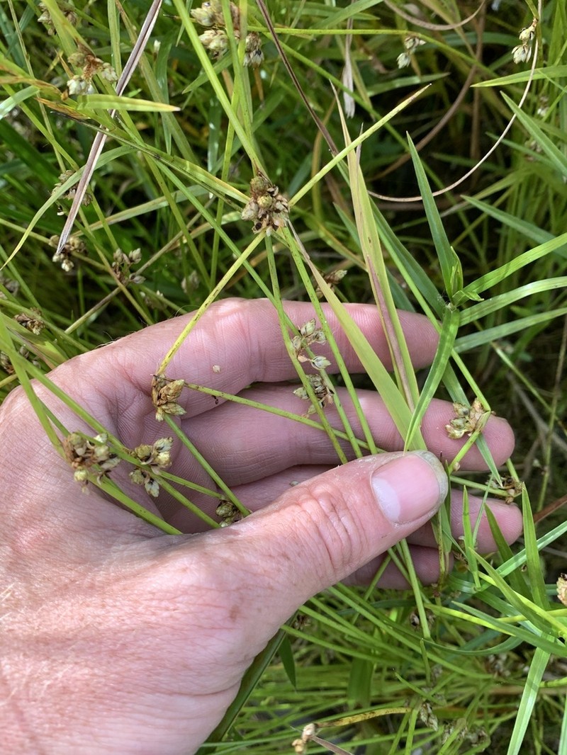 Smith's Bulrush photo 5
