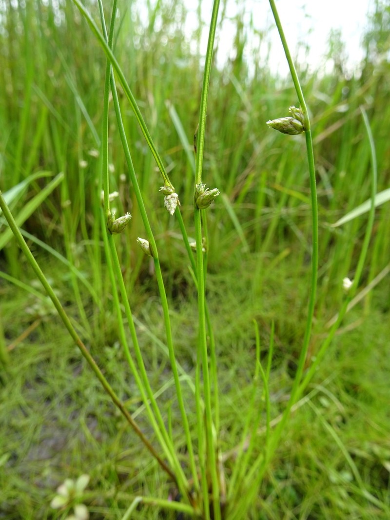 Smith's Bulrush photo 6