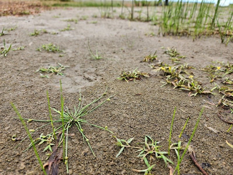 Smith's Bulrush photo 7