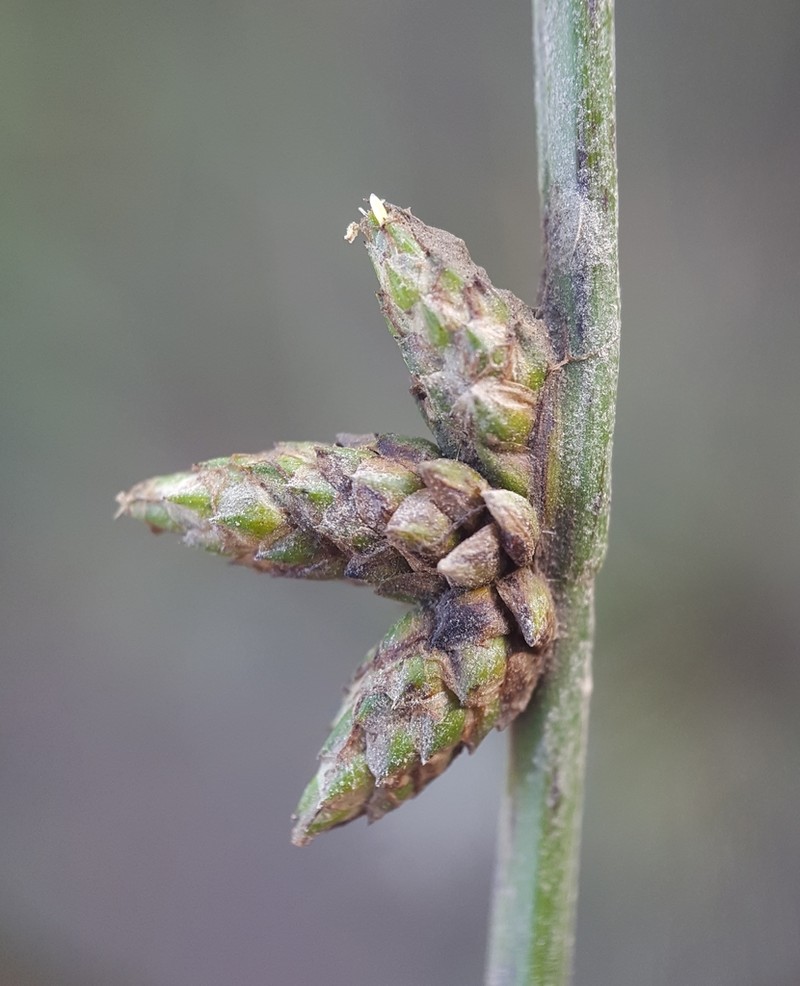 Smith's Bulrush photo 8
