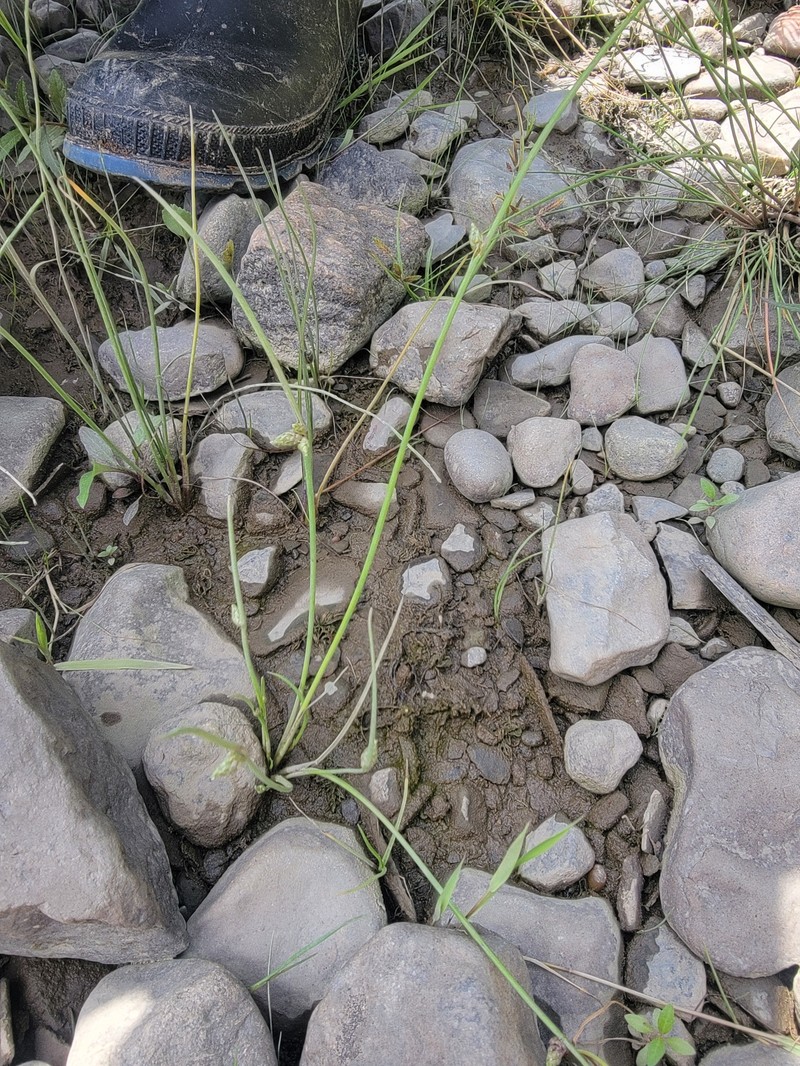 Schoenoplectiella smithii var. leviseta