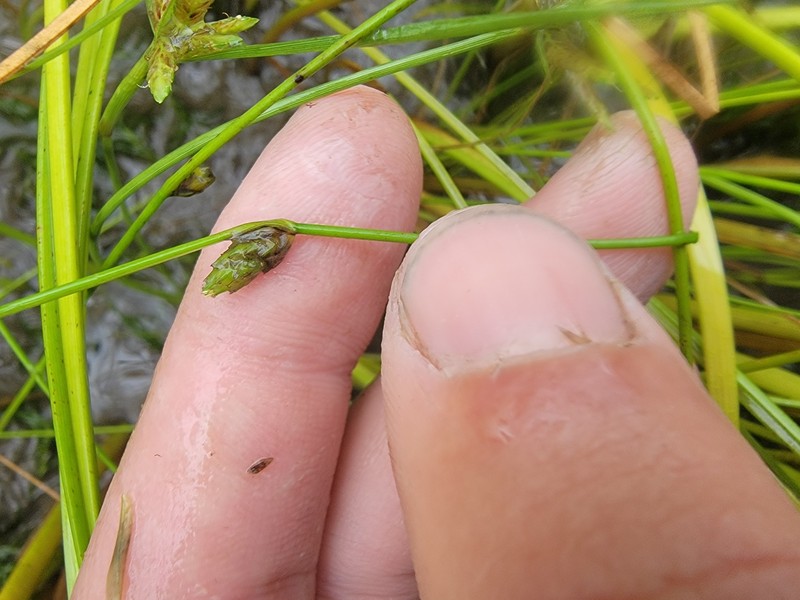 Schoenoplectiella smithii var. leviseta photo 2