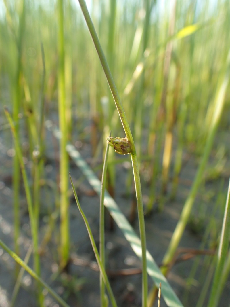 Schoenoplectiella smithii var. leviseta photo 3
