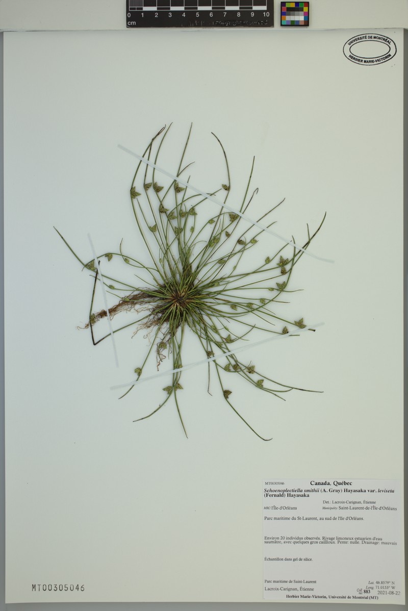 Schoenoplectiella smithii var. leviseta photo 4