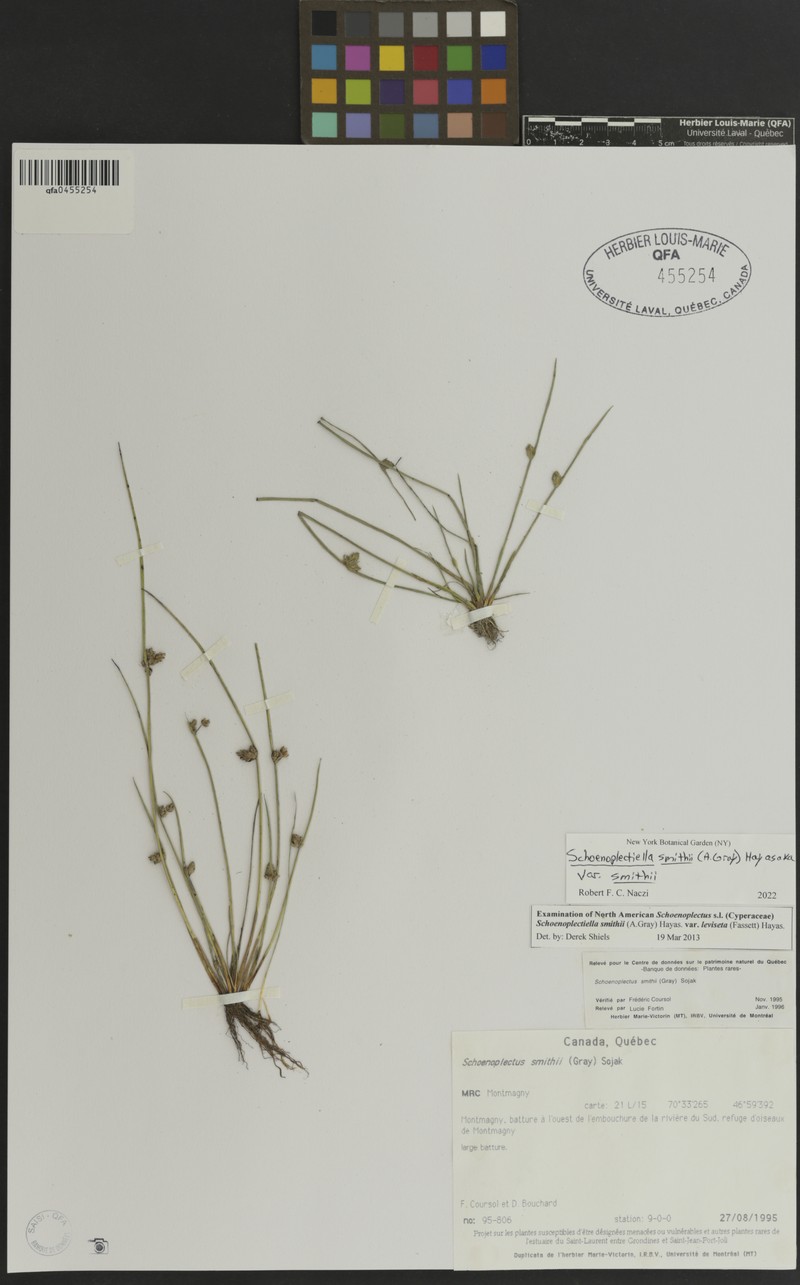 Schoenoplectiella smithii var. leviseta photo 5