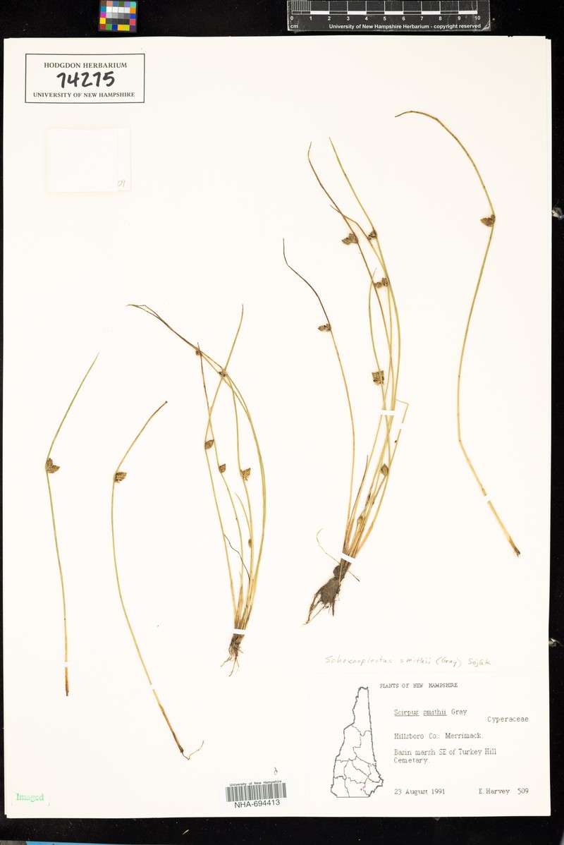 Schoenoplectiella smithii var. leviseta photo 6