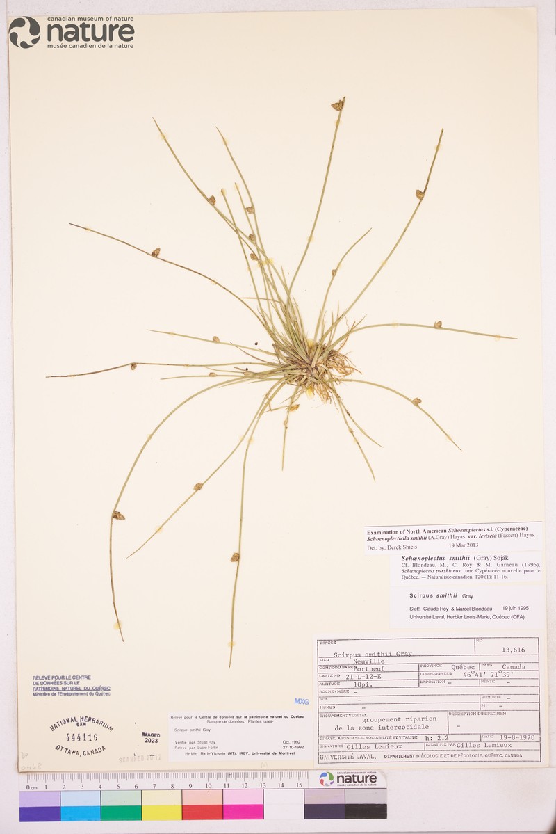 Schoenoplectiella smithii var. leviseta photo 7