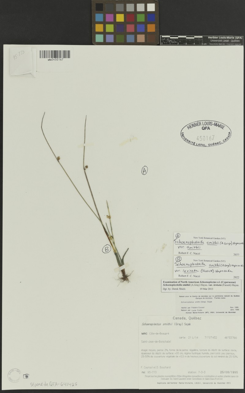 Schoenoplectiella smithii var. leviseta photo 8