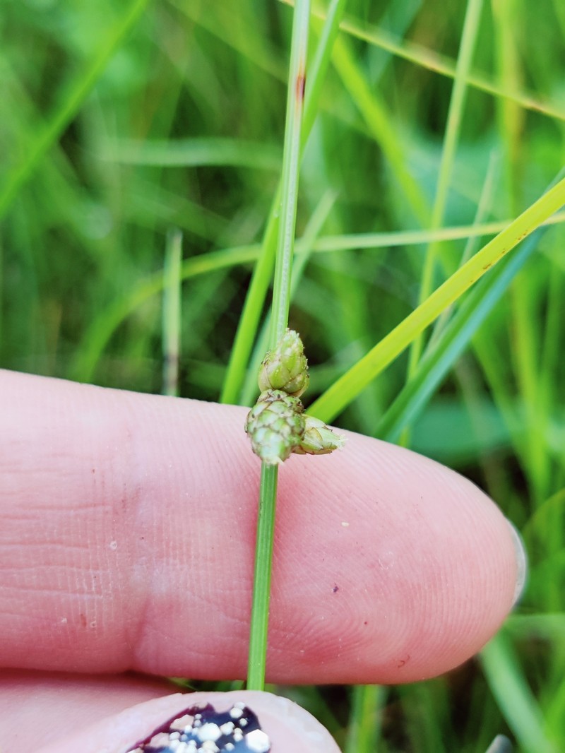 Schoenoplectiella smithii var. setosa