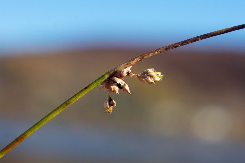 Schoenoplectiella smithii var. setosa photo 3