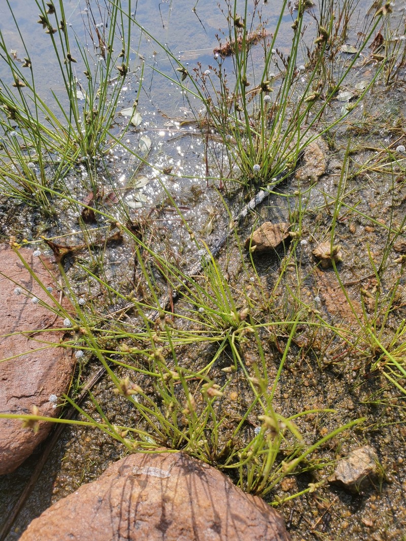 Schoenoplectiella smithii var. setosa photo 4
