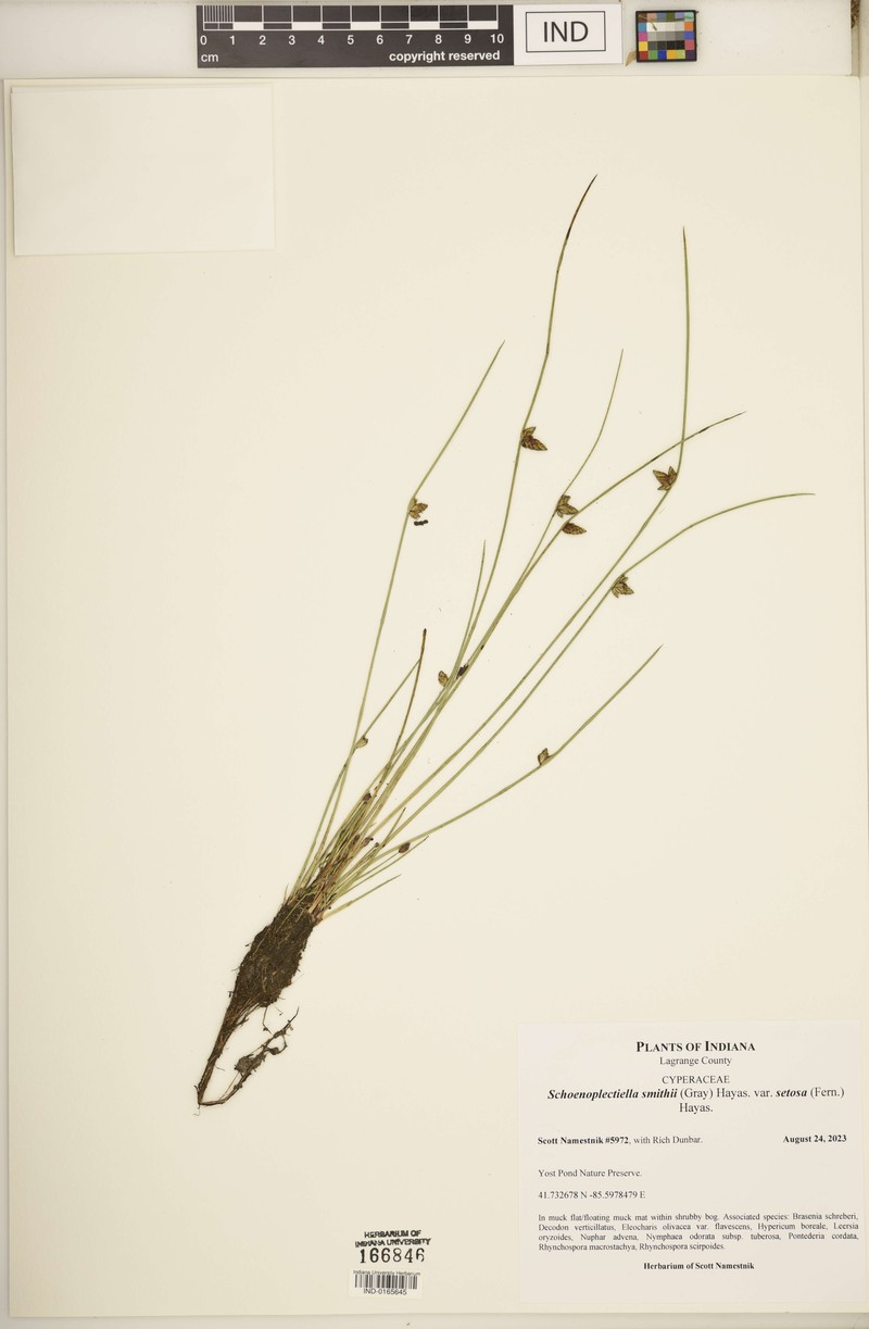 Schoenoplectiella smithii var. setosa photo 5