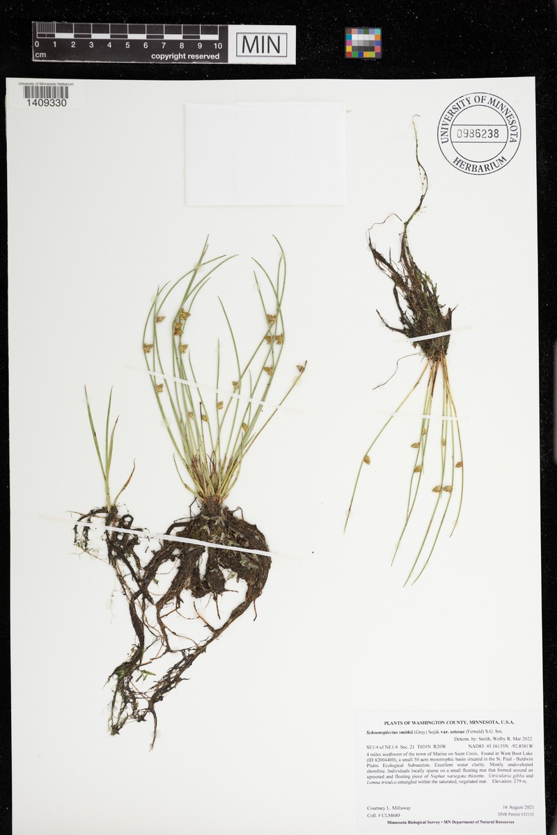 Schoenoplectiella smithii var. setosa photo 6