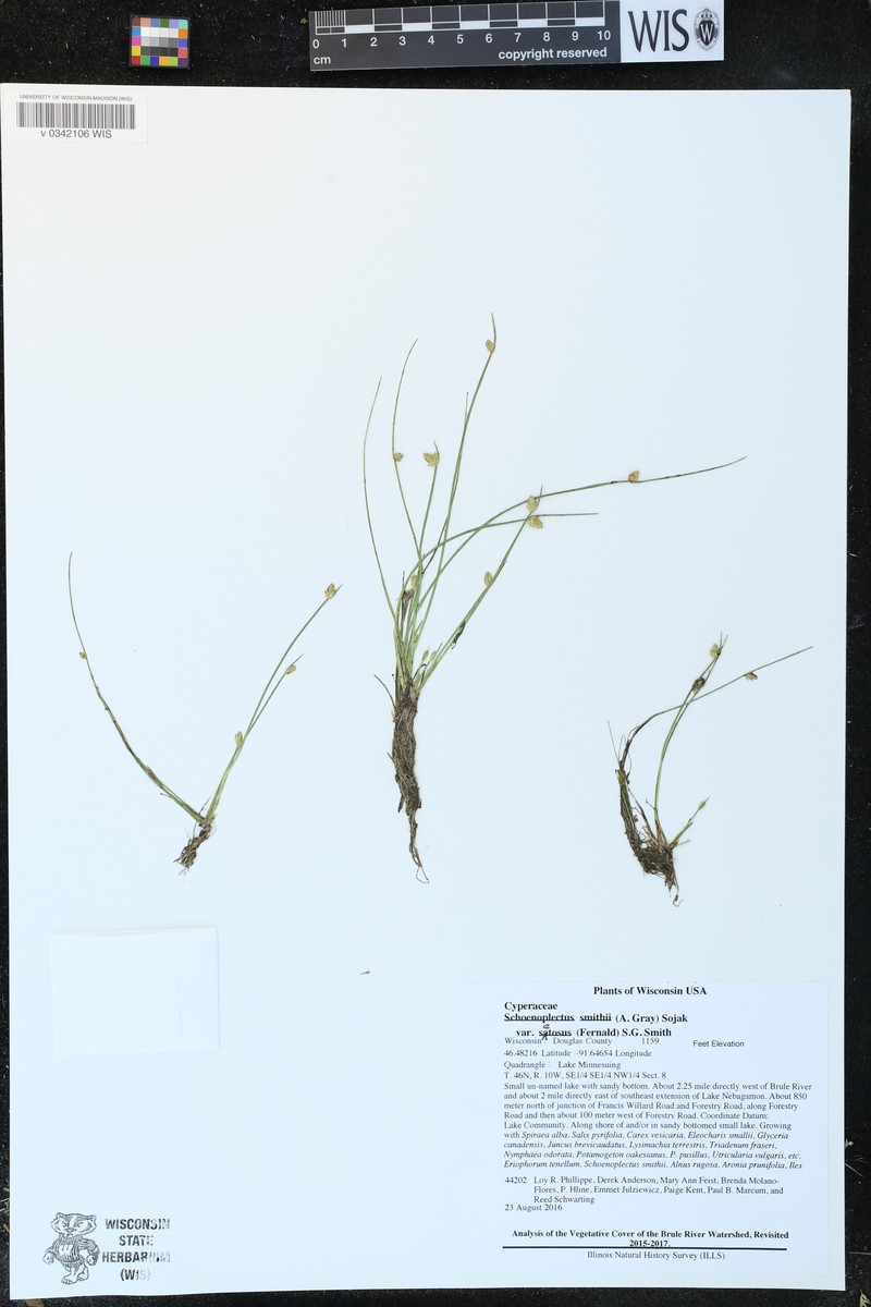 Schoenoplectiella smithii var. setosa photo 7
