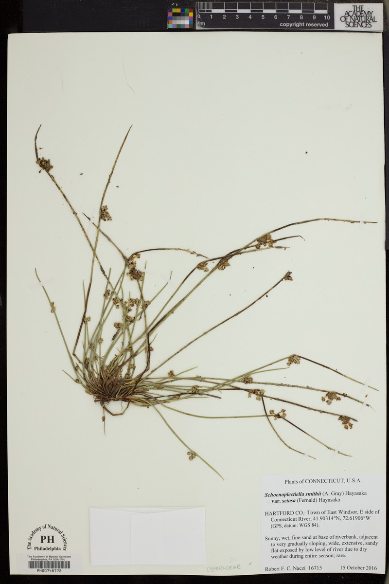 Schoenoplectiella smithii var. setosa photo 8