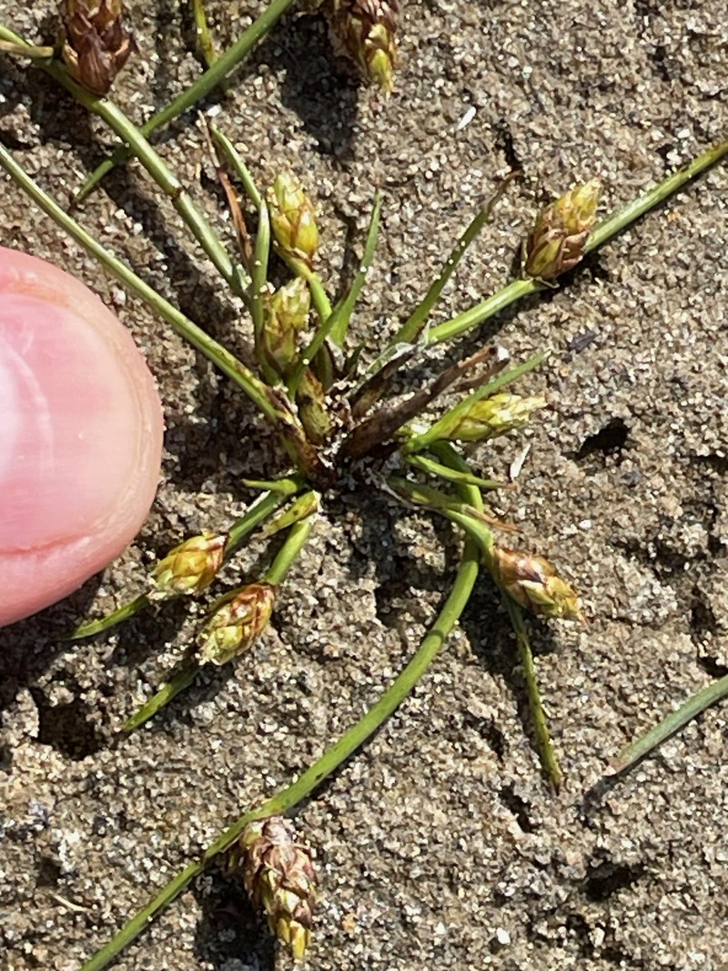 Schoenoplectiella smithii var. smithii