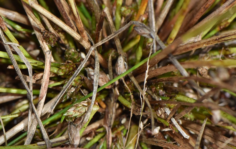 Schoenoplectiella smithii var. smithii photo 2