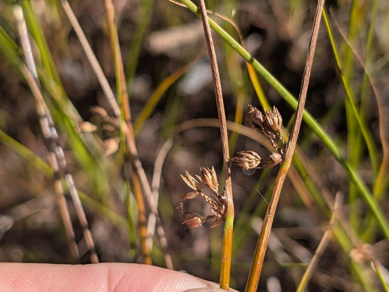 Schoenoplectiella smithii var. smithii photo 3