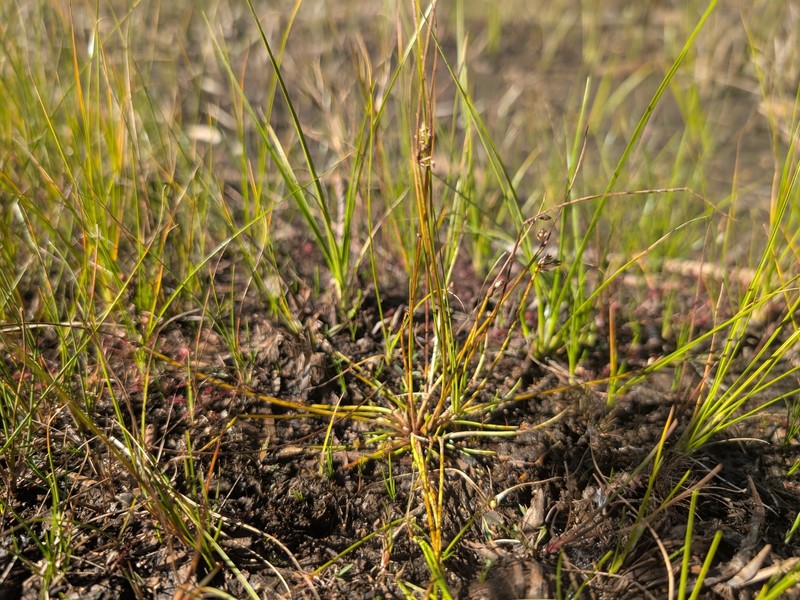 Schoenoplectiella smithii var. smithii photo 4