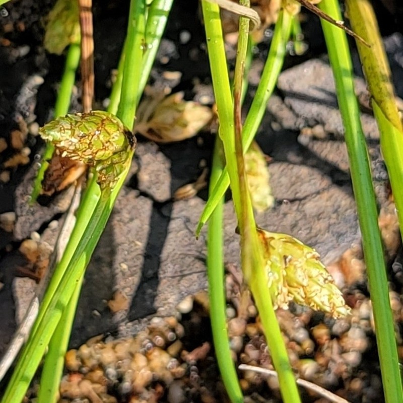 Schoenoplectiella smithii var. smithii photo 6