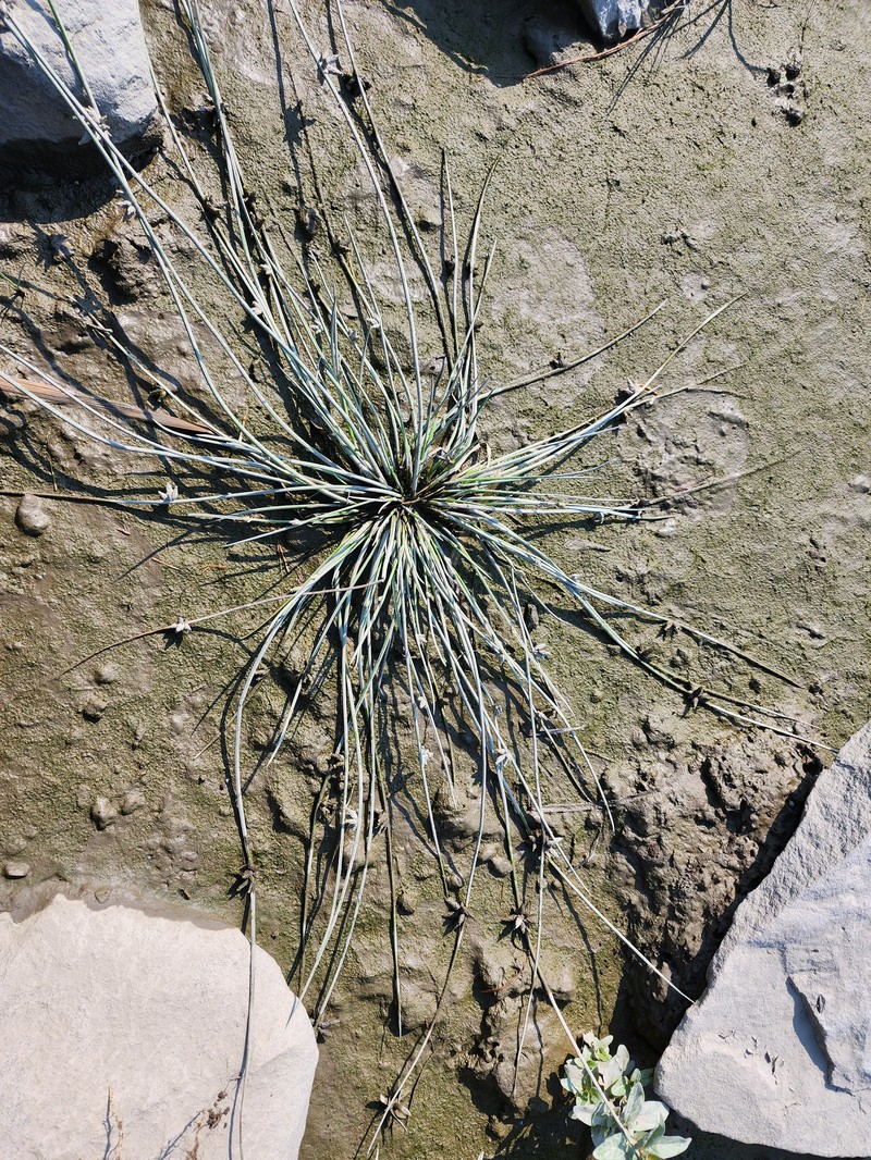 Schoenoplectiella smithii var. smithii photo 7
