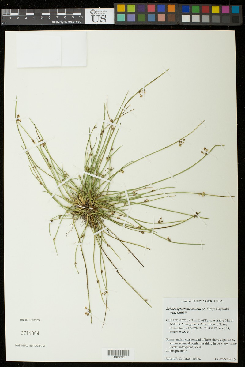Schoenoplectiella smithii var. smithii photo 8