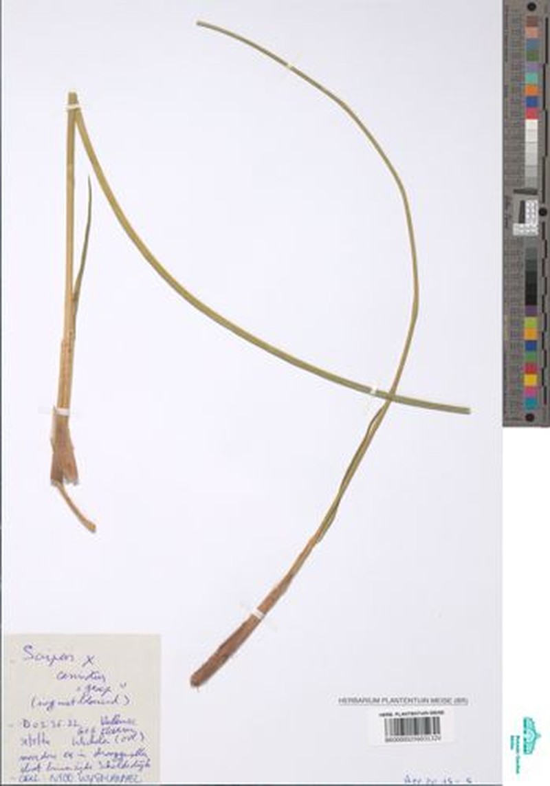 Bulrush
