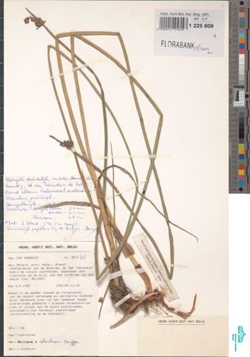 Bulrush photo 2