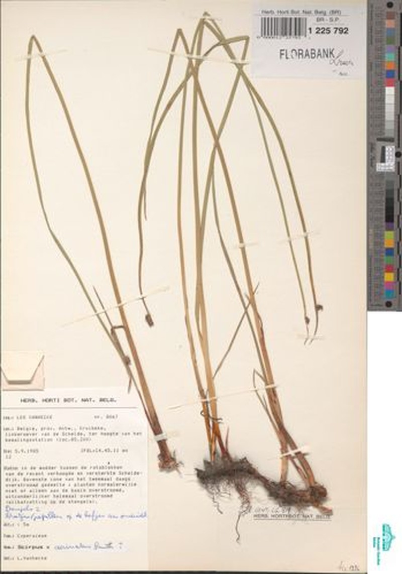 Bulrush photo 3