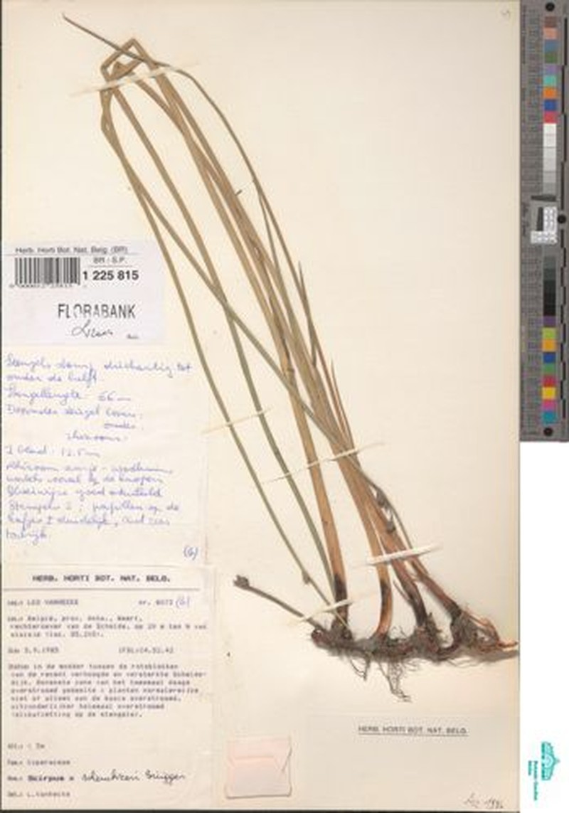 Bulrush photo 4