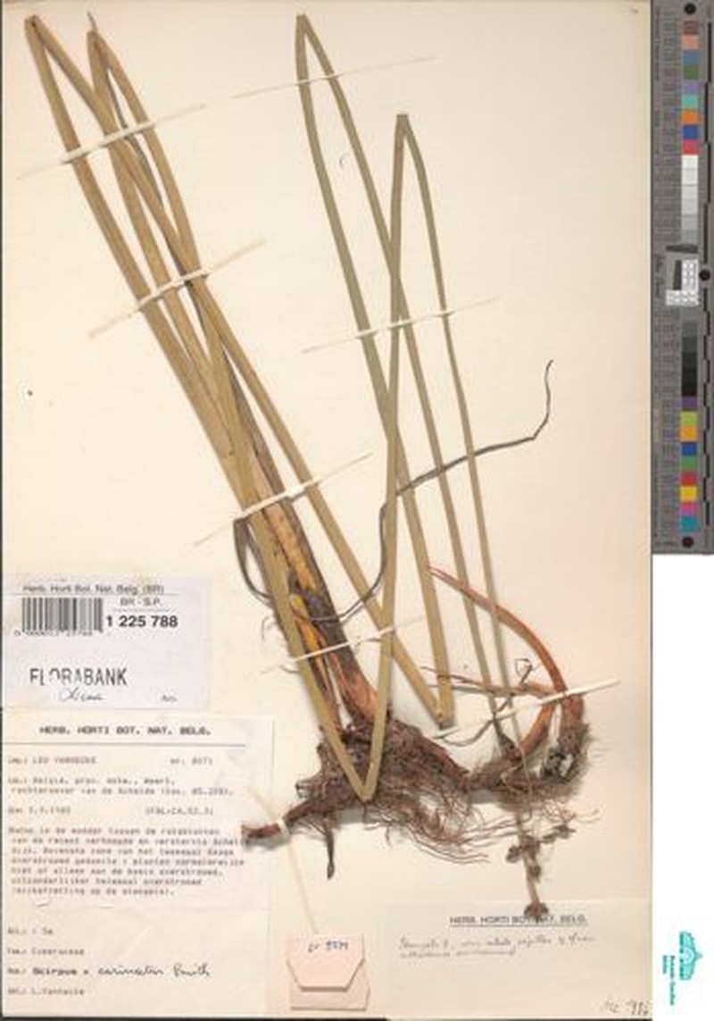 Bulrush photo 5