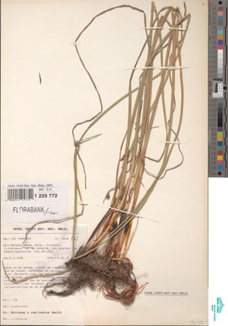 Bulrush photo 6
