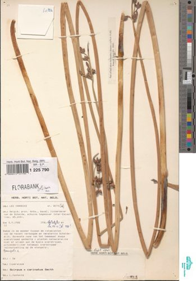 Bulrush photo 7