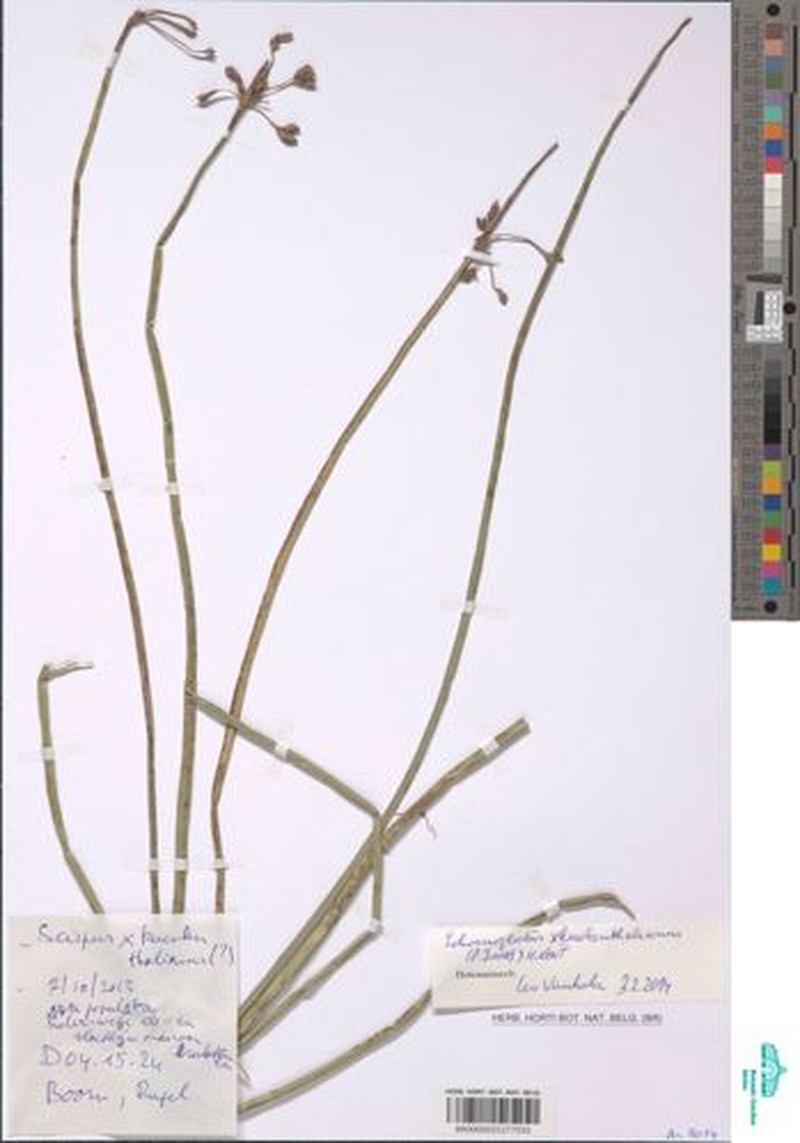 Schoenoplectus × kuekenthalianus