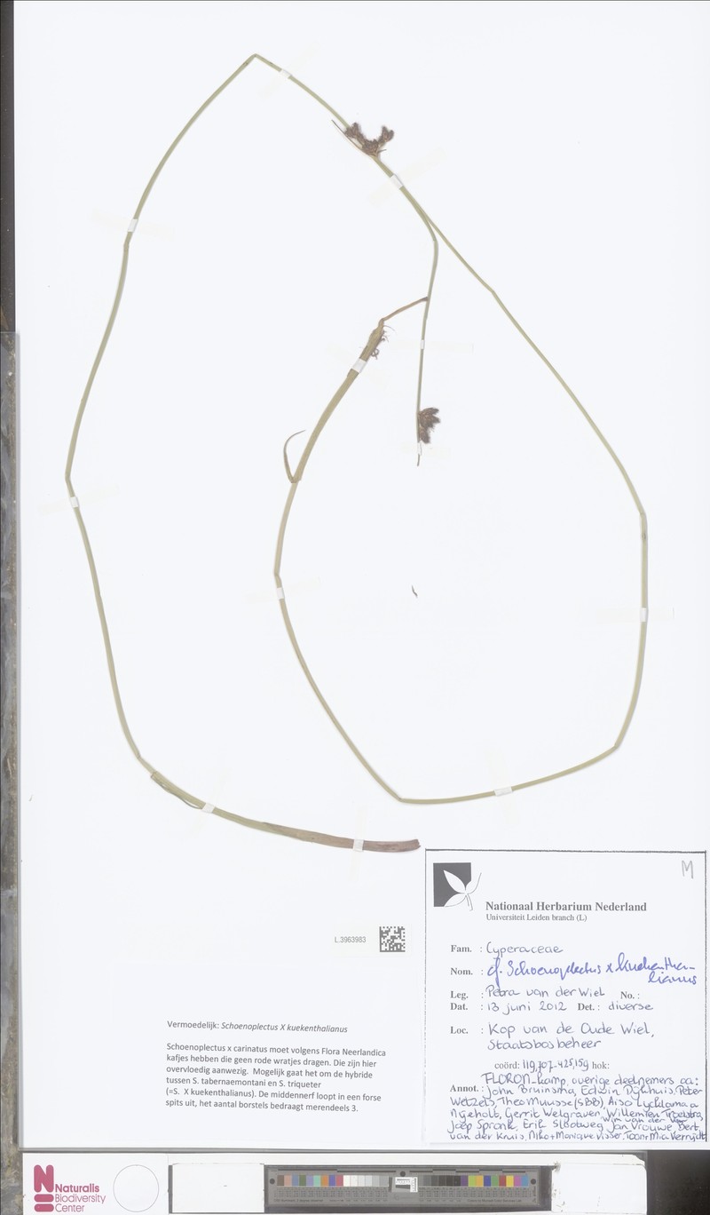 Schoenoplectus × kuekenthalianus photo 2
