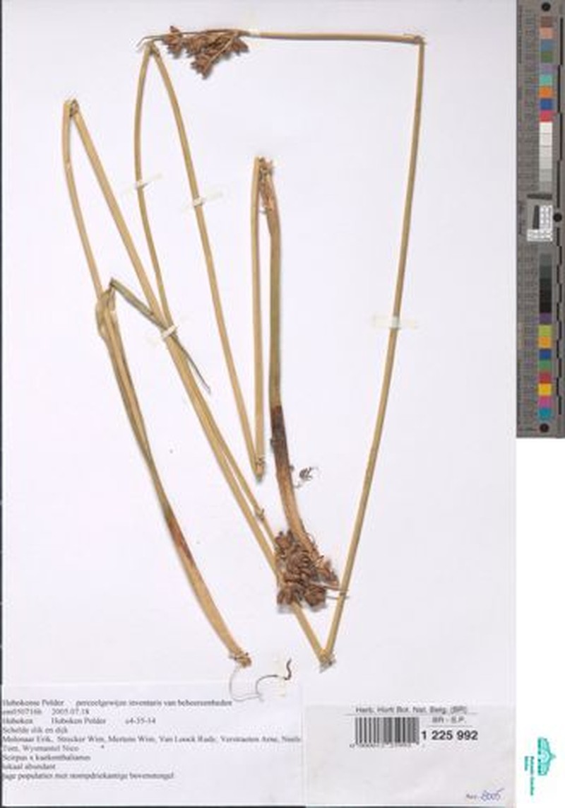 Schoenoplectus × kuekenthalianus photo 4