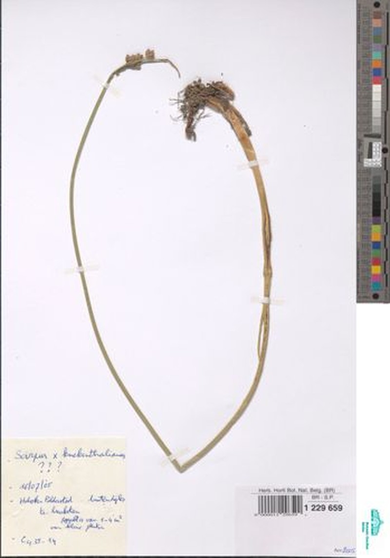 Schoenoplectus × kuekenthalianus photo 5