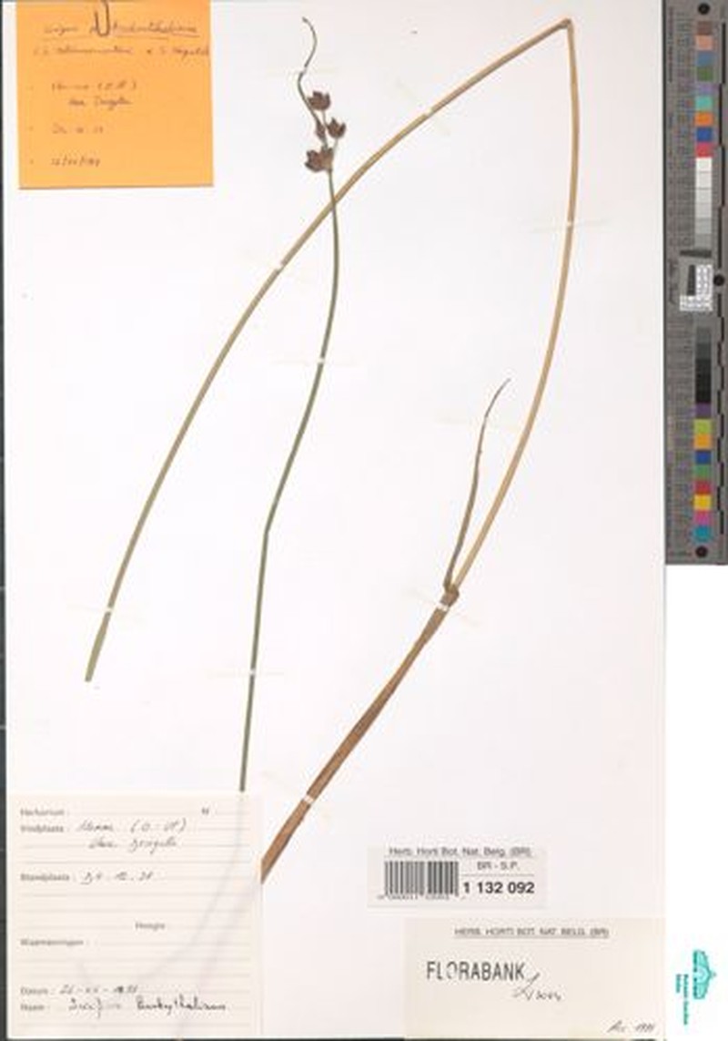 Schoenoplectus × kuekenthalianus photo 7