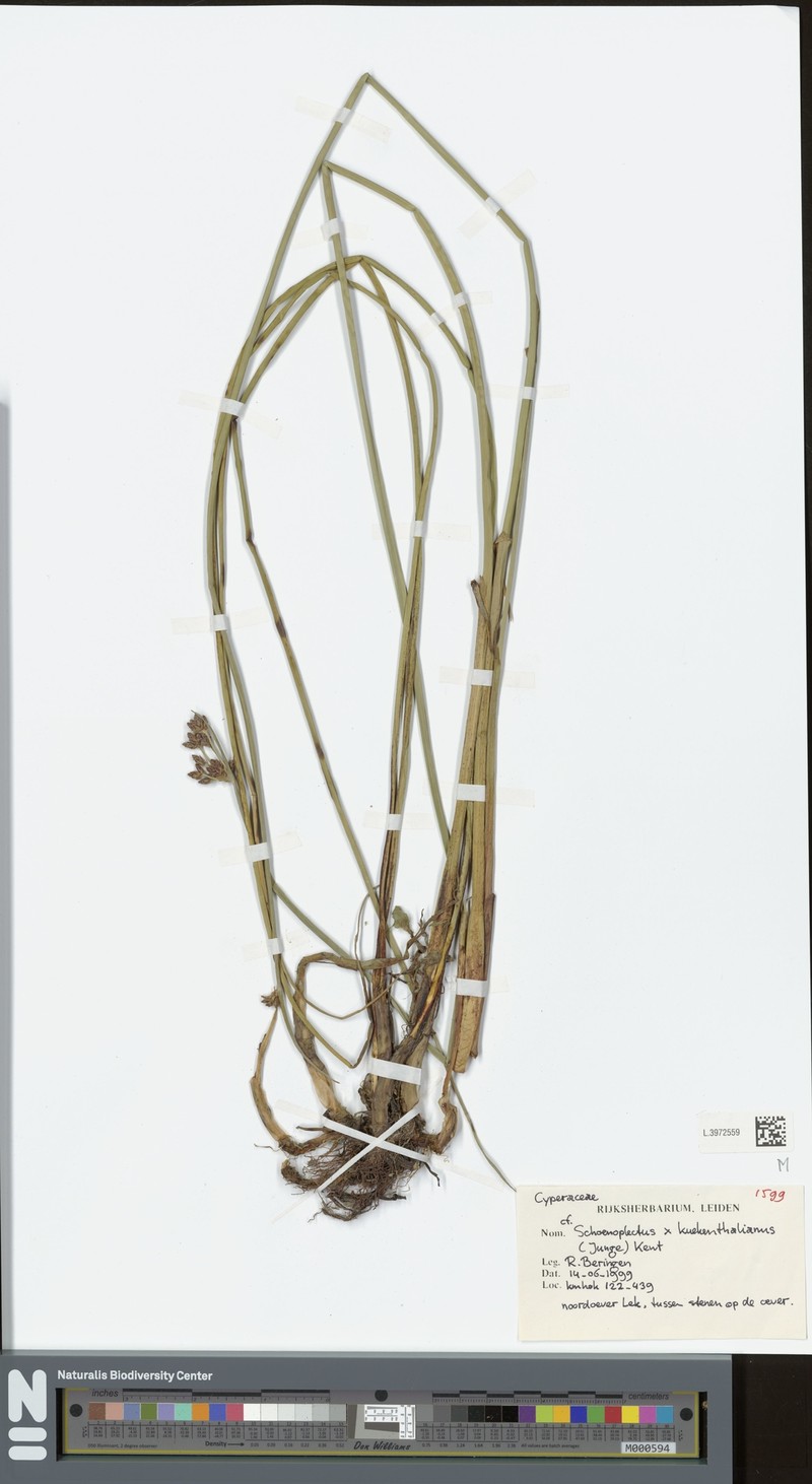 Schoenoplectus × kuekenthalianus photo 8