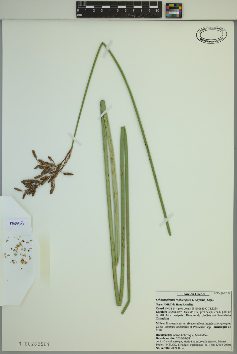 Bulrush