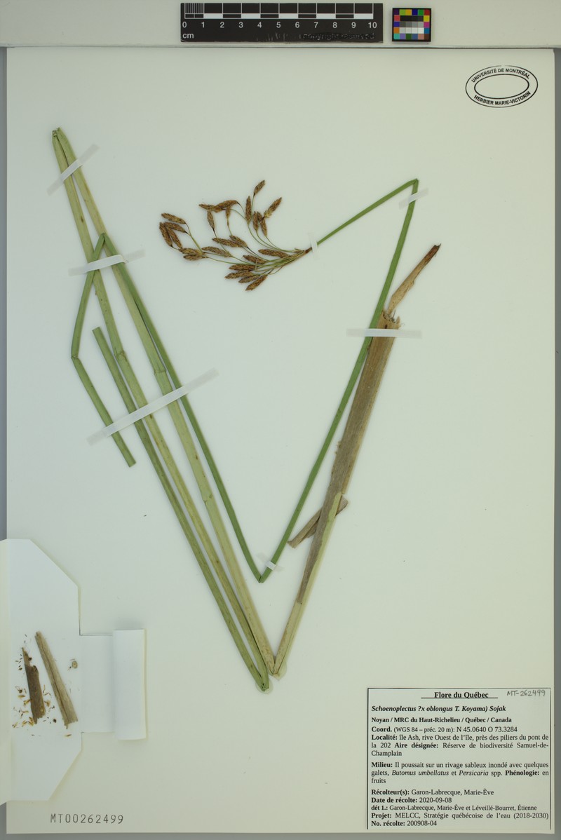 Bulrush photo 2