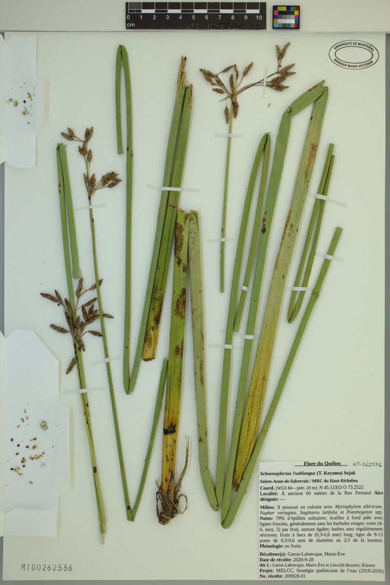 Bulrush photo 3
