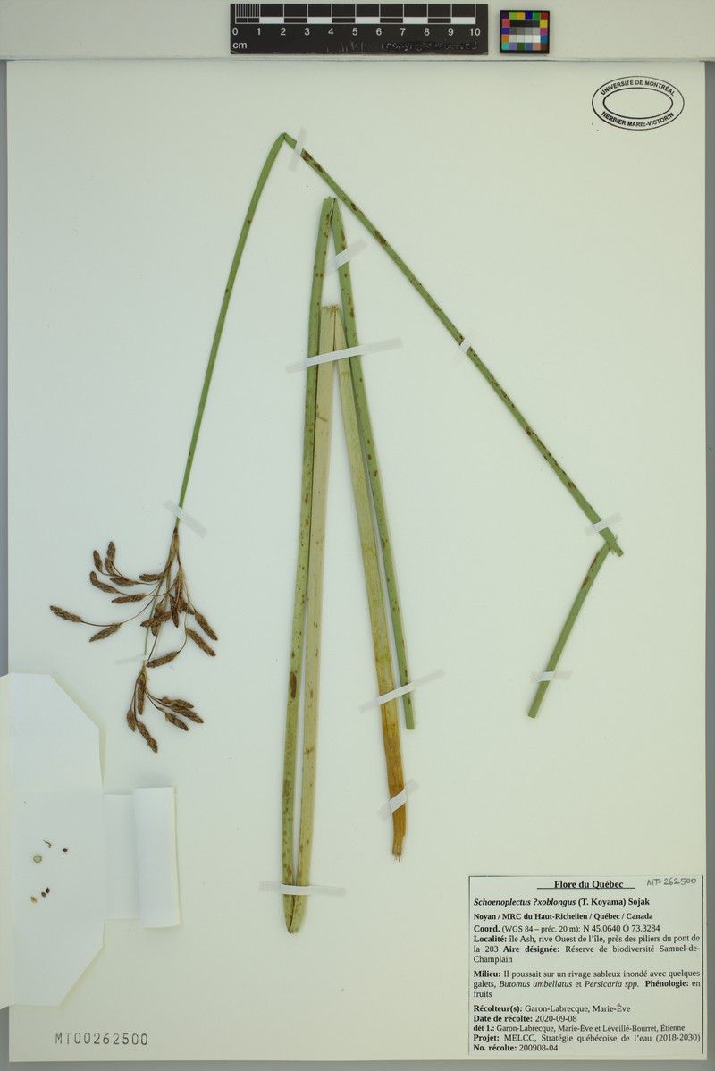 Bulrush photo 4